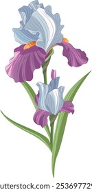 Iris flower vector illustration isolated