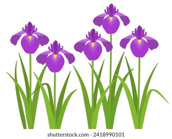 Iris flower vector illustration material