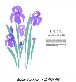 IRIS Flower Vector Illustration on white background