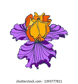 iris flower, vector isolated on white background ,hand drawing , color