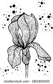 Iris flower. Vector plant isolated on white background. 