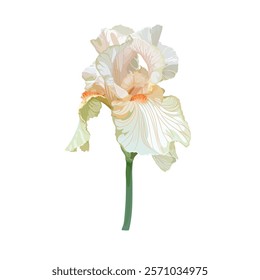 Iris flower, vibrant beige petals, delicate botanical illustration, nature-inspired art, floral design.