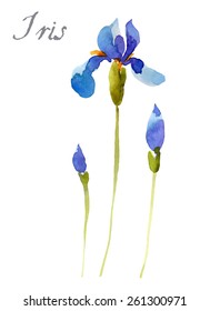 Iris flower, watercolor illustration isolated on white background