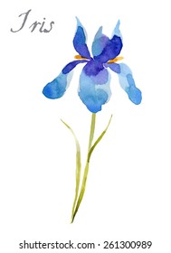 Iris flower, watercolor illustration isolated on white background