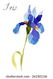 Iris flower, watercolor illustration isolated on white background