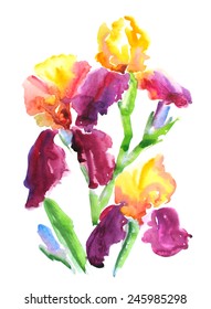 Iris flower, watercolor, vector, eps 10 10