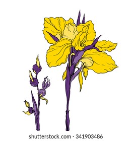 Iris flower for wedding printing products: cards, invitations, menu, gifts. Yellow hand drawn flower on white background. Botanical illustration. 