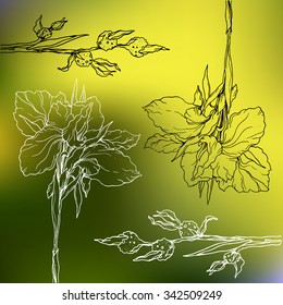 Iris flower for wedding printing products: cards, invitations, menu, gifts. Decorative outline black and white hand drawn flowers on green abstract background. Botanical illustration. 