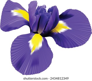 iris flower. white isolated background with clipping path. Closeup no shadows. Nature.