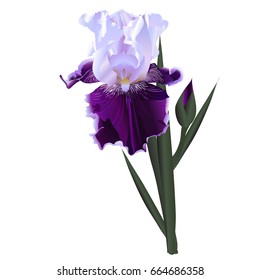 Iris flower white purple and pink