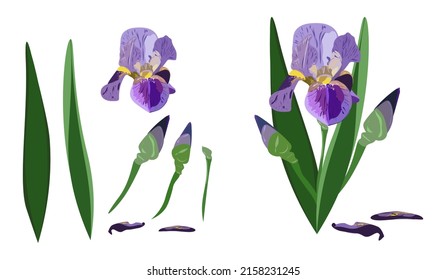 iris flower.a set of flower fragments.by layers.
high quality. for your project.background,wallpaper,textiles,invitations,greeting cards.