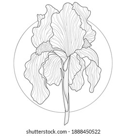 Iris flower.Coloring book antistress for children and adults. Illustration isolated on white background.Zen-tangle style. Black and white drawing