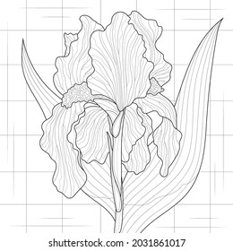 Iris flower.Coloring book antistress for children and adults. Illustration isolated on white background.Zen-tangle style.