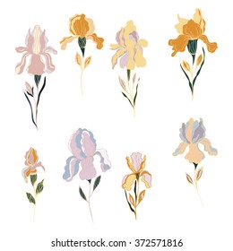 Iris flower.Floral pattern with iris