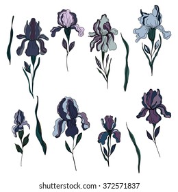 Iris flower.Floral pattern with iris