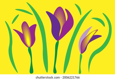 Flores de iris en flor con fondo amarillo.