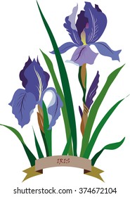 Iris flowers bouquet spring card on white background, place for text. Vector 