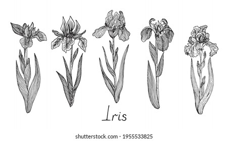 Iris flowers collection, doodle black ink drawing with inscription, woodcut style