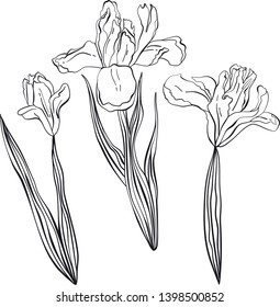 iris flowers coloring vector page