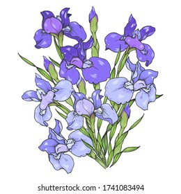 Iris flowers, composition of purple and blue irises, vector illustration
