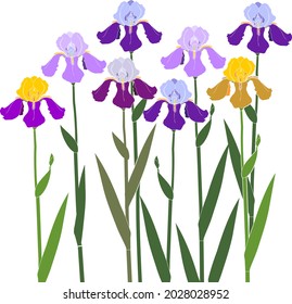 Iris flowers of different colors and green leaves isolated on white background