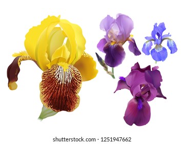Iris flowers.Set of different colors.
Hand drawn realistic vector illustration of delicate blooms with rippled petals on white background.