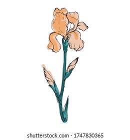 Iris flowers. Doodle, cartoon style. Botanical, colorful illustration on a white background. Ink linear vector drawing. Design elements. Isolated image Imitation of watercolor.
