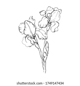 Iris flowers. Doodle style Botanical illustration on a white background. Ink linear vector graphics. Design element. Isolated image.