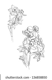 Iris flowers drawing on white background