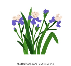 Iris flowers. Gorgeous blossoms with gentle petals, buds, leaves, stems growing. Garden blooms, spring and summer floral plants. Botanical flat vector illustration isolated on white background