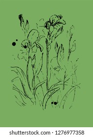 Iris flowers. Graphic drawing