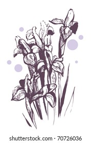 Iris flowers. Hand-drawn illustration