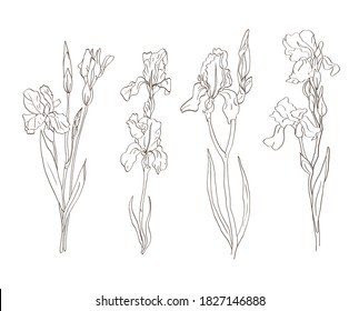 Iris flowers hand-drawn in vector format. Black and white line drawing