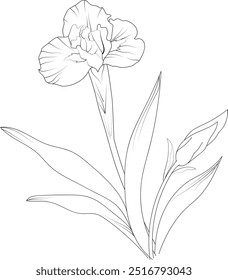 Iris Iris flowers illustration coloring page, simplicity, Embellishment, monochrome, vector art, Outline print with blossoms flags flower, Iris bouquet leaves, and buds, Iris tattoo drawing