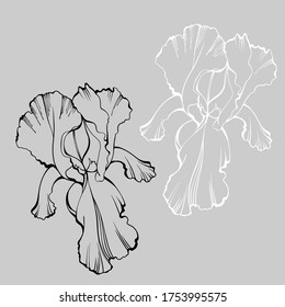 Iris flowers isolated on grey background. Sketch style. Line art. Tattoo art. Hand drawn illustration for floral design. For invitation, greeting cards, textile, paper and wrapping
