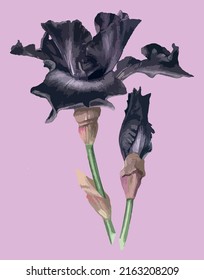 Iris flowers isolated on pink background, vector graphic, textile and paper print.