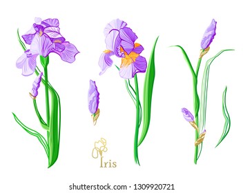 Iris flowers isolated on white background. Color iris flowers sketch. 