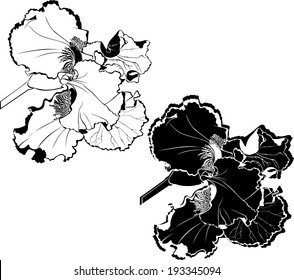 iris flowers isolated on white background