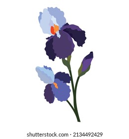 Iris flowers isolated on white background