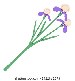 Iris flowers isolated on white background. Hand draw Illustration for greeting cards, printing and other design projects.Colorful vector illustration EPS 10