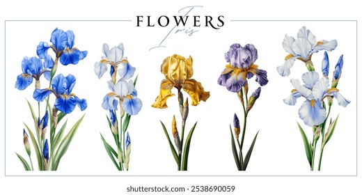 Flores de iris aisladas sobre un fondo blanco. Ilustración de estilo de pintura de Antiguas.