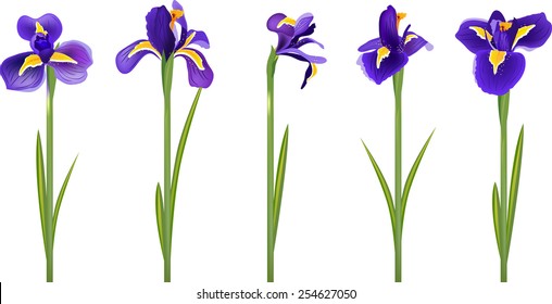 Iris flowers isolated on white background