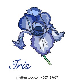 Iris flowers isolated on white