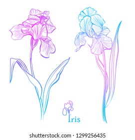 Iris Flowers. Isolated vector illustration.  Color iris flowers sketch. 