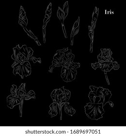 flores de iris, hojas, brotes. Ilustración botánica, boceto de carbón, dibujo a mano.