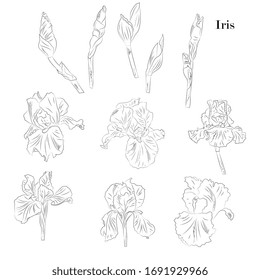 iris flowers, leaves, buds set. Botanical illustration, coal sketch, hand drawing.