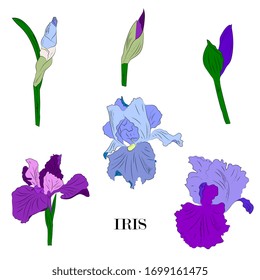 iris flowers, leaves, buds set. Botanical illustration,hand drawing.