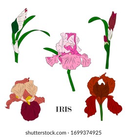 iris flowers, leaves, buds set. Botanical illustration, hand drawing.