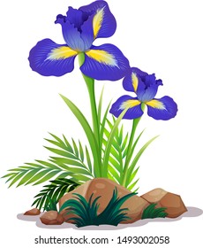 Iris flowers and rocks on white background illustration