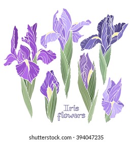 Iris flowers, set of color images.